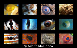 Fish Eyes by Adolfo Maciocco 